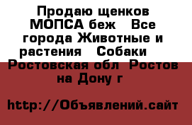 Продаю щенков МОПСА беж - Все города Животные и растения » Собаки   . Ростовская обл.,Ростов-на-Дону г.